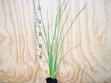 1000x Riparian Combo - $2.99 each