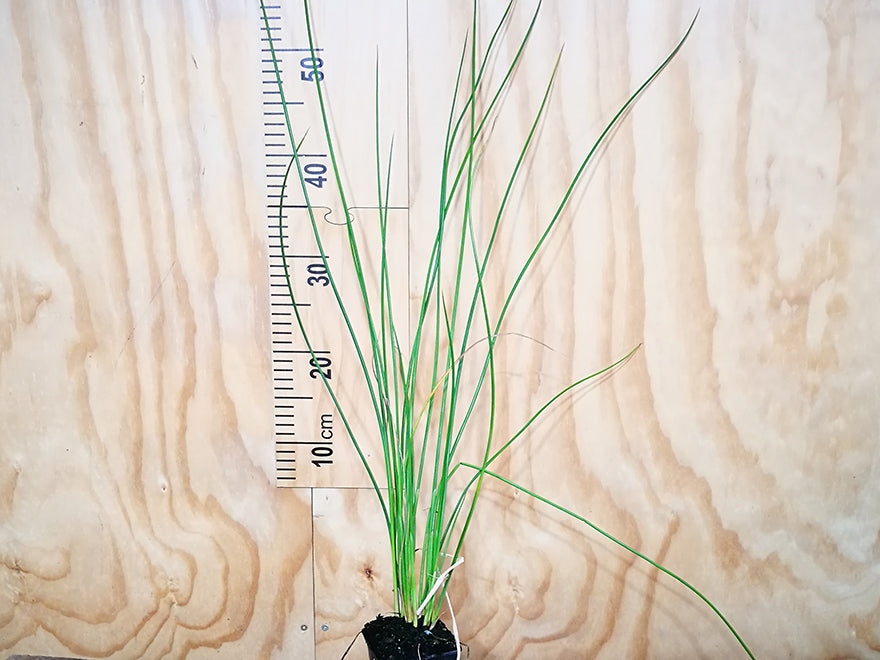 50x NZ Rush - $1.95 each