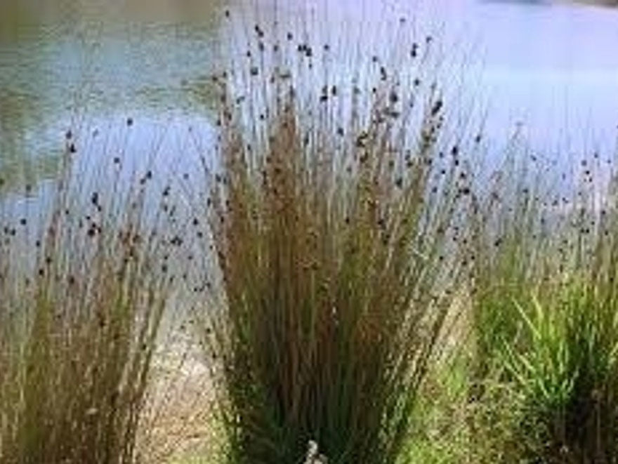 10x Giant Rush - $1.99 each