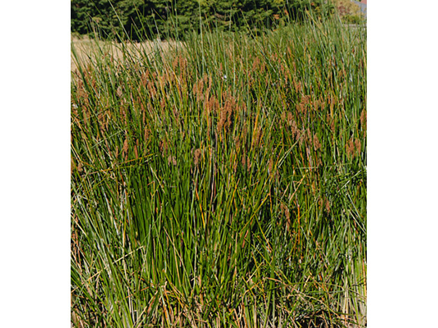 Juncus pallidus