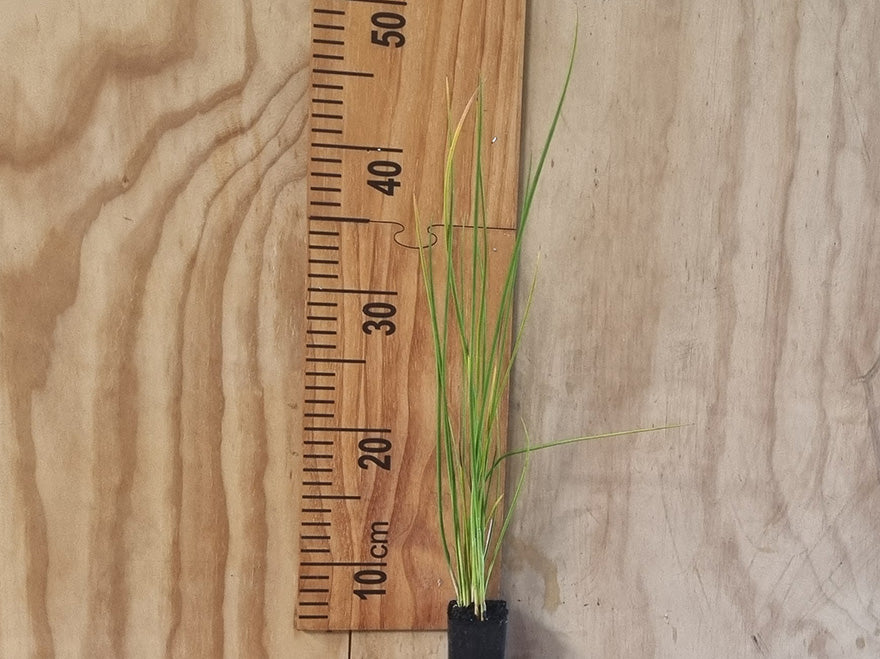 Juncus pallidus