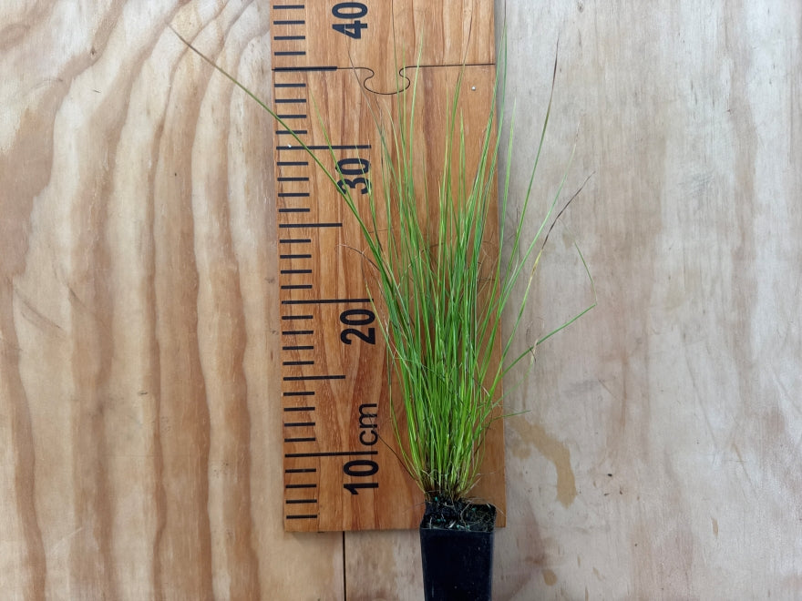 Juncus pallidus
