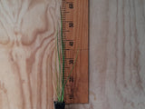 Juncus pallidus