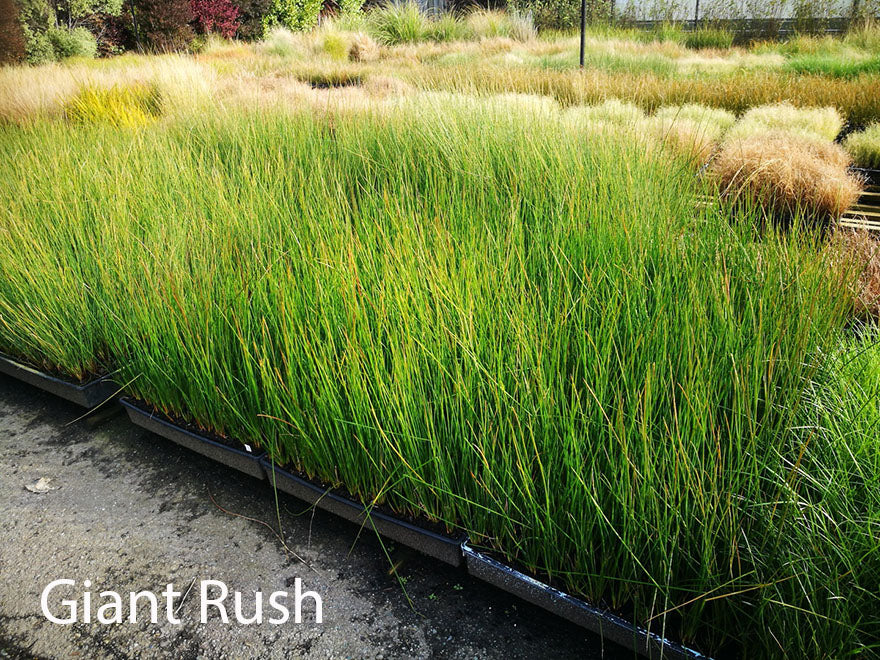 Juncus pallidus