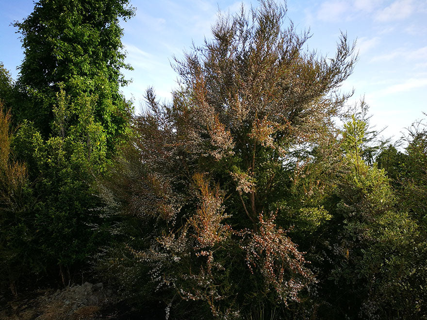 5x Kanuka - $5.99 each