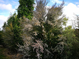 Kunzea Ericoides