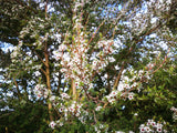 Kunzea Ericoides