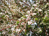 Kunzea Ericoides