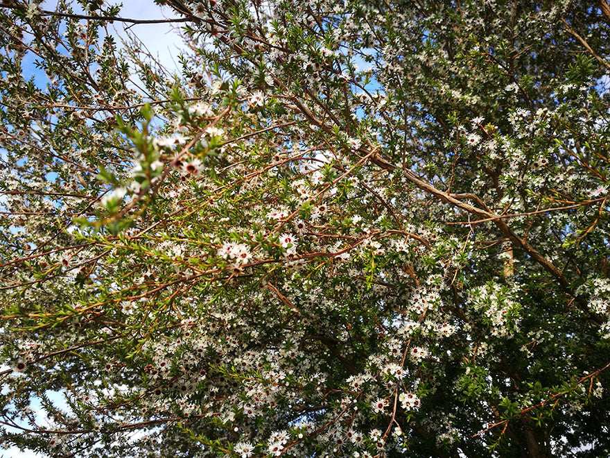 5x Kanuka - $5.99 each