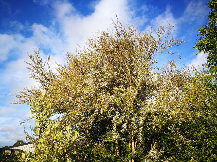 5x Kanuka - $5.99 each