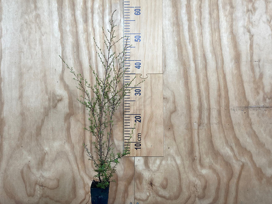 5x Kanuka - $5.99 each