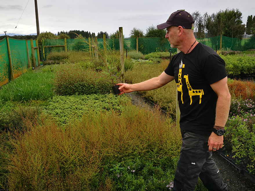 5x Kanuka - $5.99 each