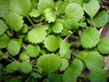 5x Leptinella rotundifolia - $7.99 each