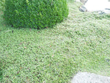 25x No mow lawn - $4.99 each