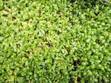 25x Native Groundcover Combo - $4.99 each