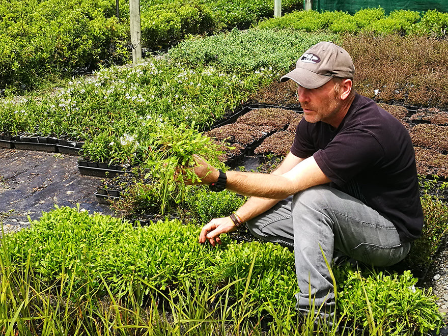 25x No mow lawn - $2.99 each