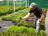 25x Native Groundcover Combo - $4.99 each