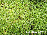 25x Native Groundcover Combo - $4.99 each