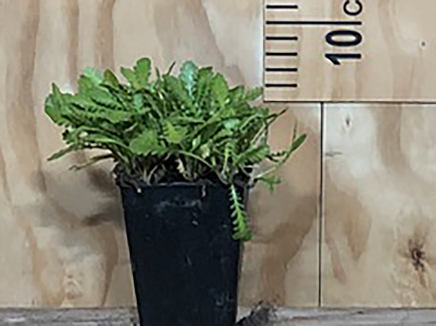 25x No mow lawn - $2.99 each