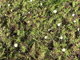25x Native Groundcover Combo - $4.99 each
