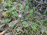 Leptinella Minor