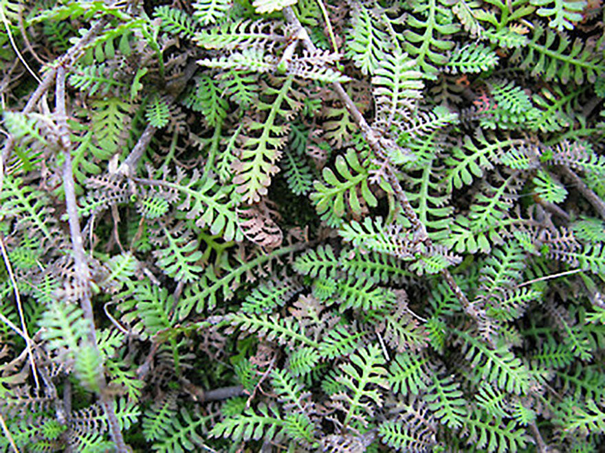 Leptinella Minor