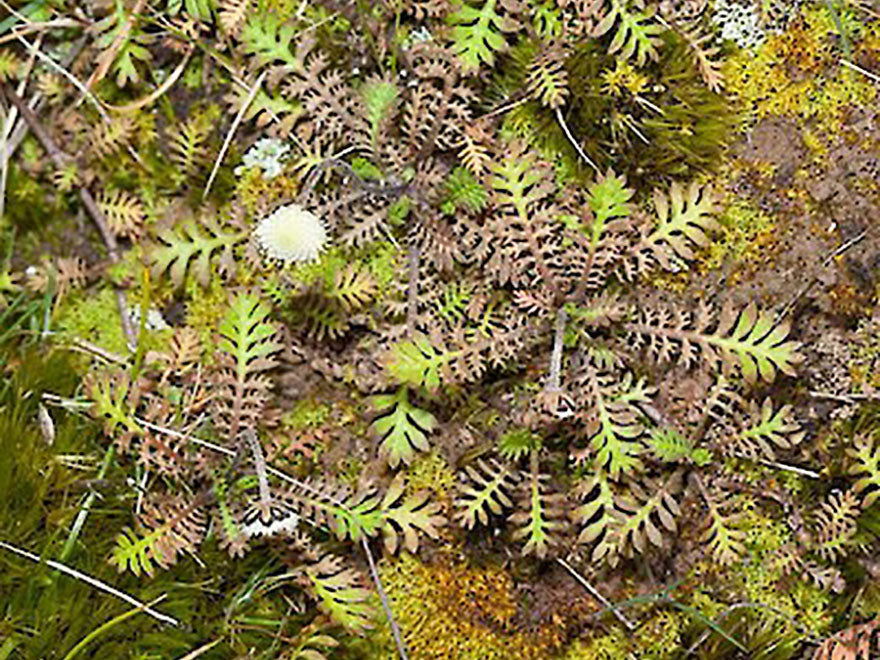 100x Banks Peninsula Button Daisy - $2.99 each