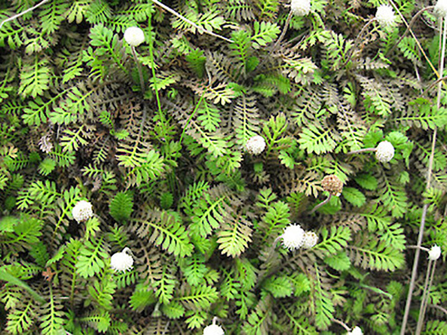 5x Banks Peninsula Button Daisy - $5.99 each