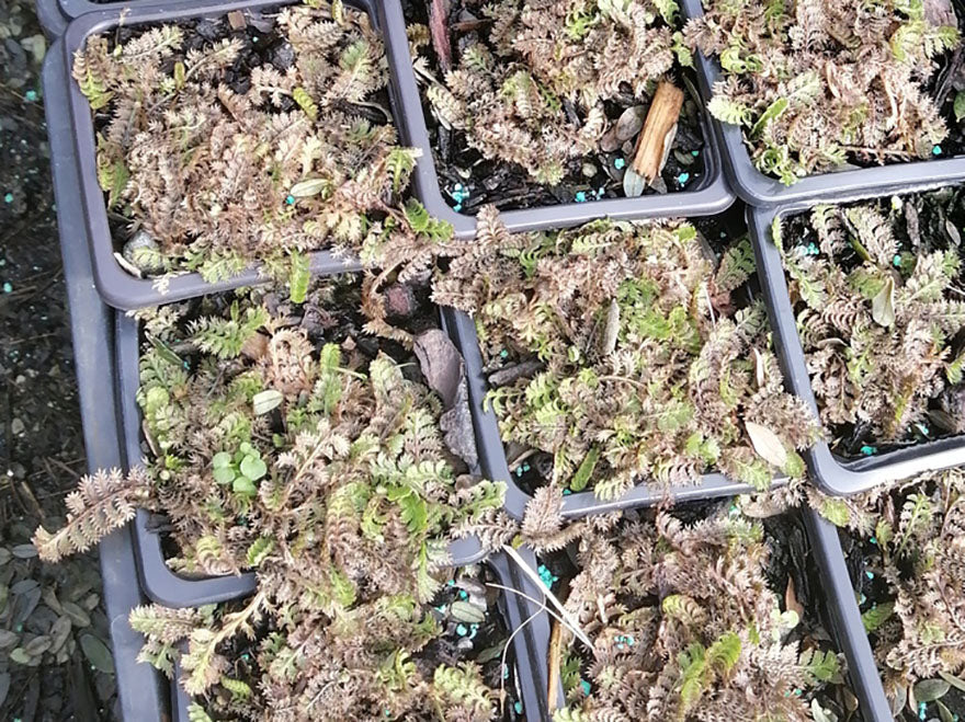 5x Banks Peninsula Button Daisy - $5.99 each
