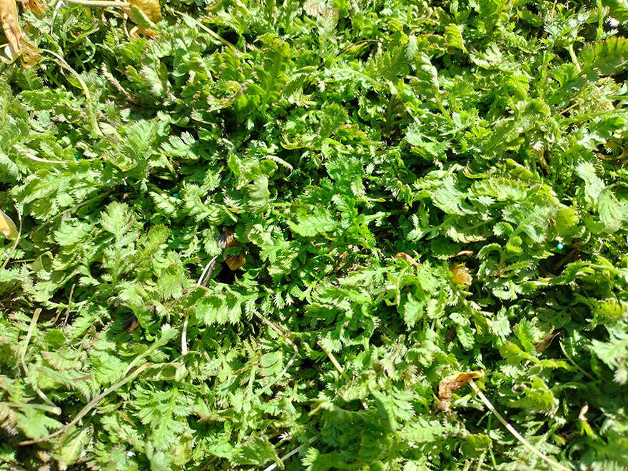 100x Banks Peninsula Button Daisy - $2.99 each