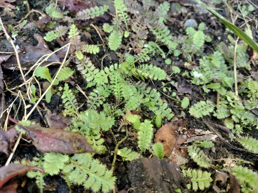Leptinella Minor