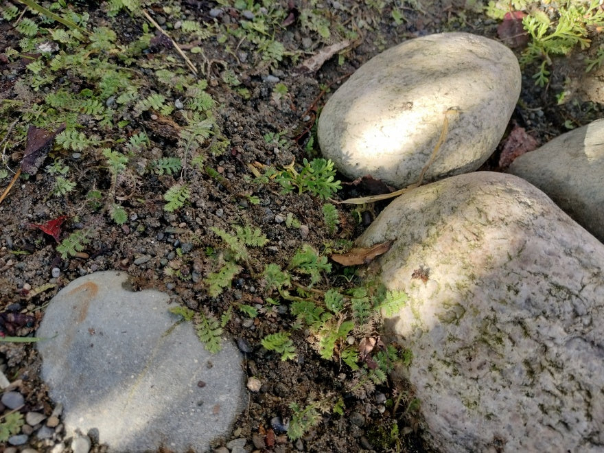 Leptinella Minor