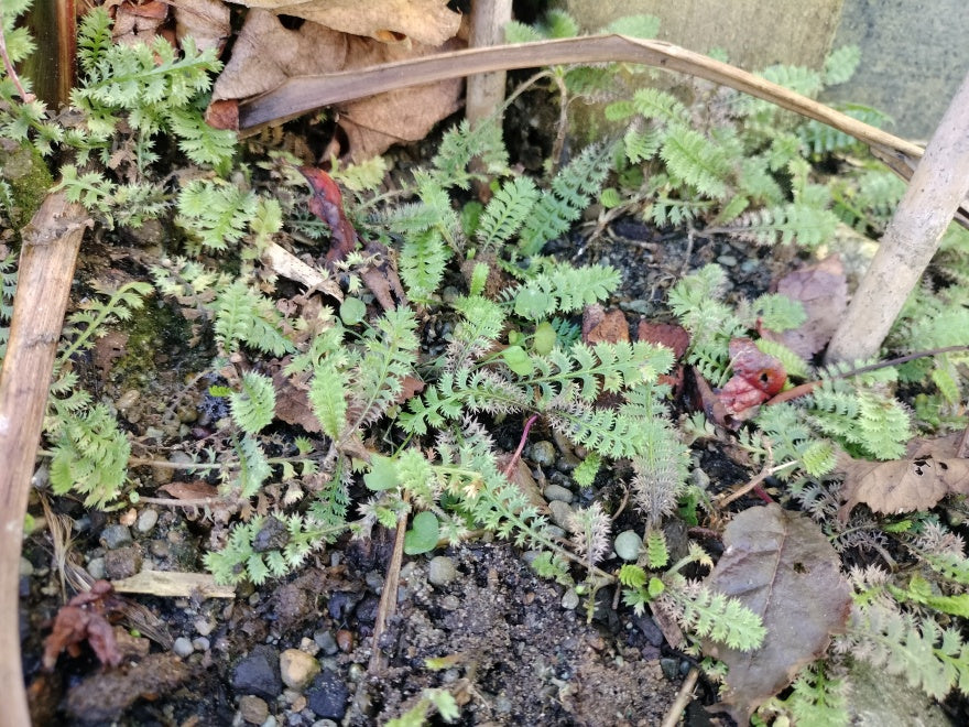 Leptinella Minor