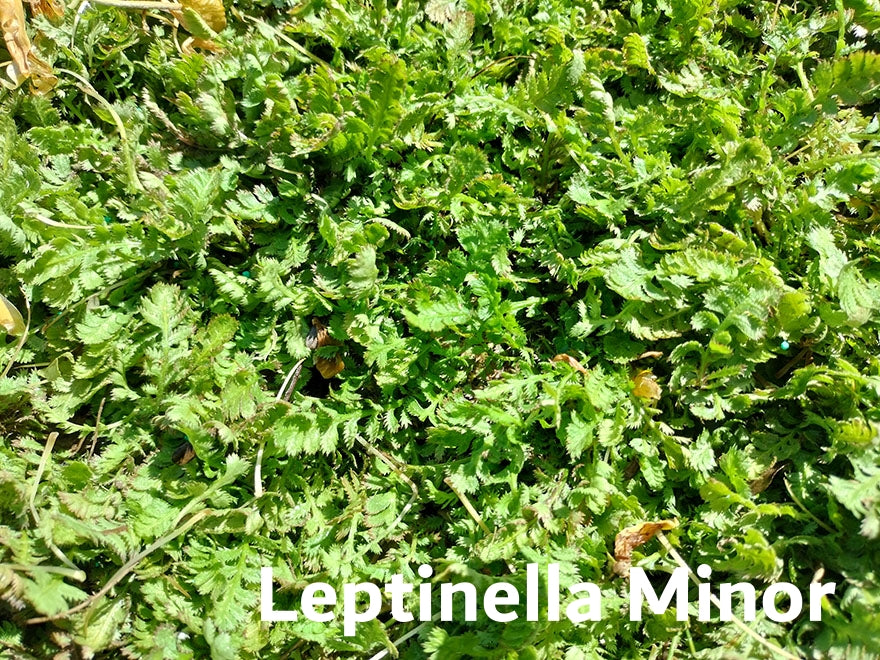 25x Native Groundcover Combo - $4.99 each