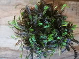 25x Native Groundcover Combo - $4.99 each