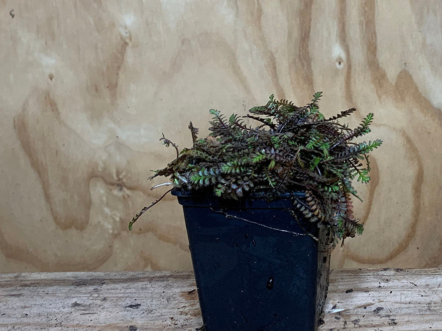 100x Leptinella Platts Black - $2.99 each