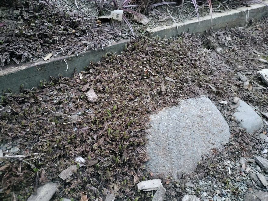 5x No mow lawn - Platts Black - $2.99 each