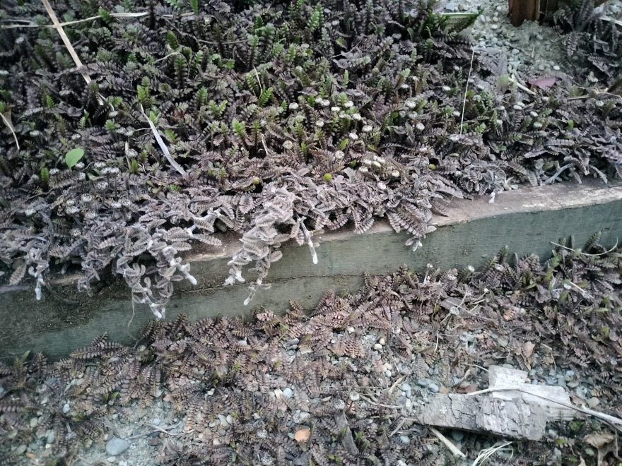 25x Leptinella Platts Black - $4.99 each