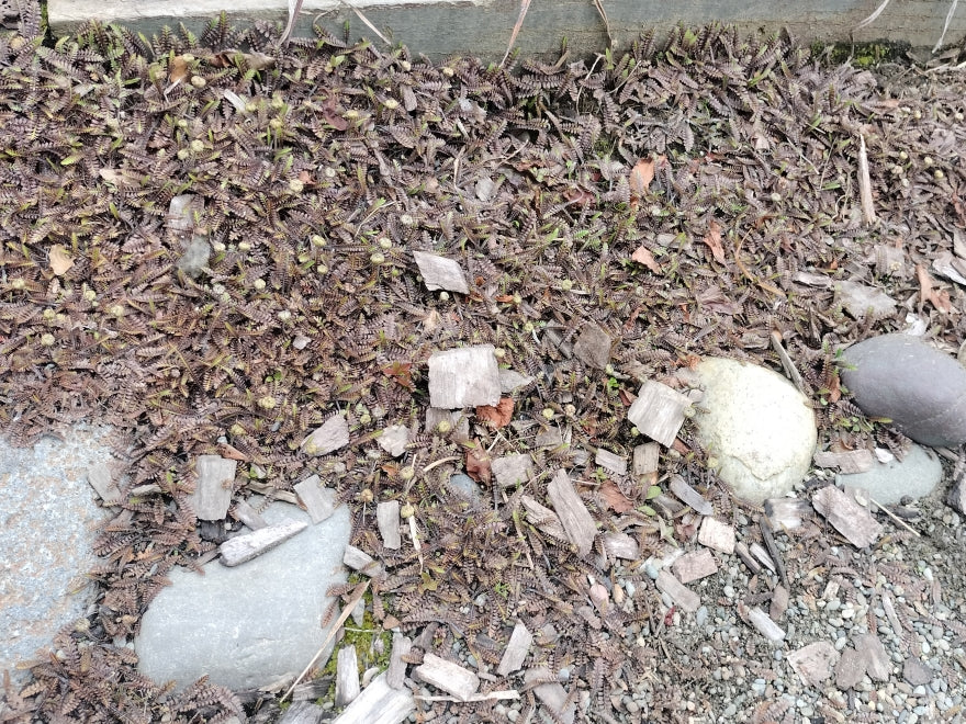 25x Leptinella Platts Black - $2.99 each