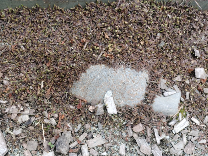 Leptinella Platts Black