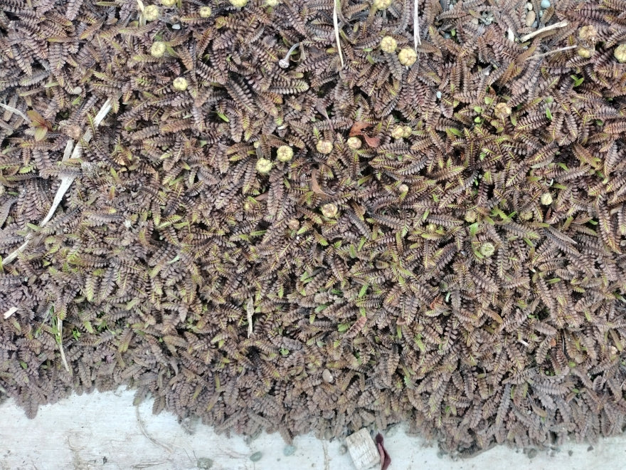 Leptinella Platts Black