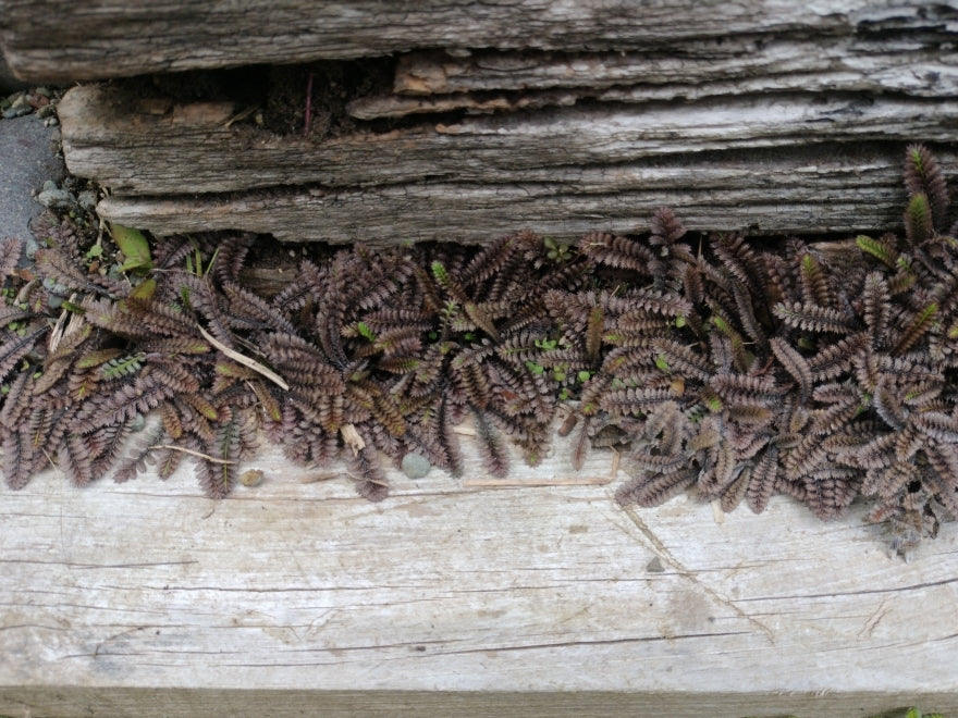 Leptinella Platts Black