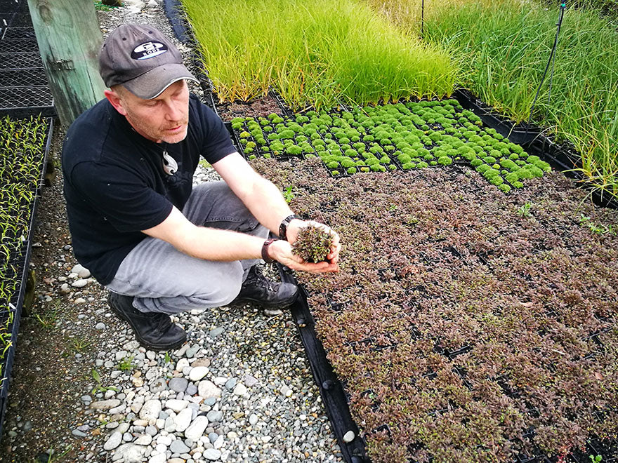 100x Leptinella Platts Black - $2.99 each