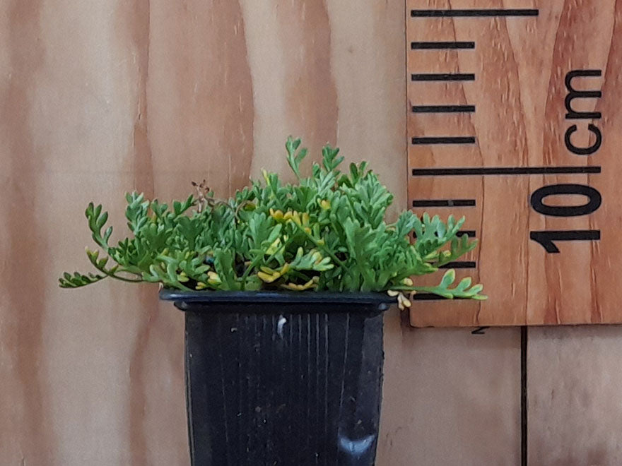 100x Leptinella pyrethrifolia - $3.99 each