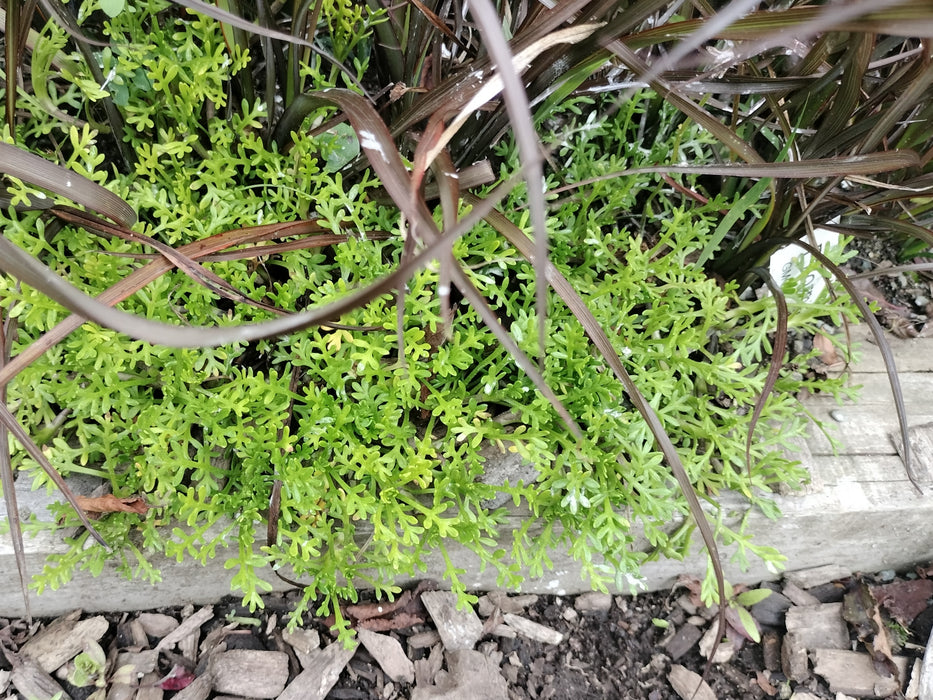 5x Leptinella pyrethrifolia - $5.99 each