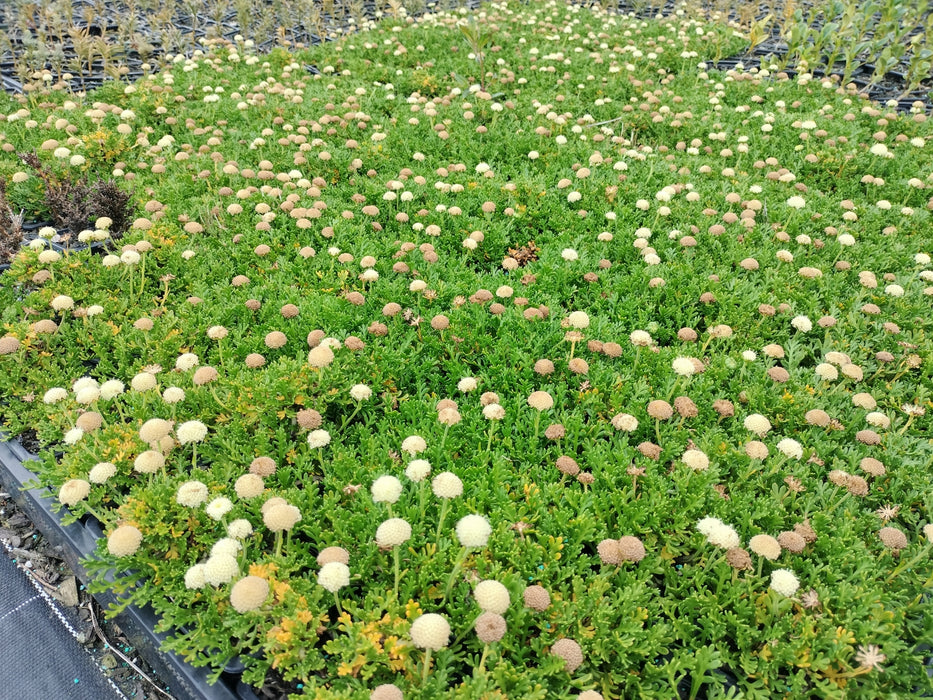 Leptinella pyrethrifolia