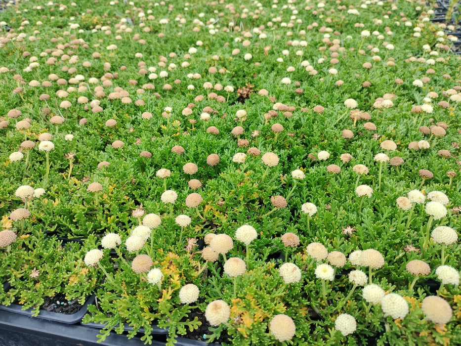 5x Leptinella pyrethrifolia - $5.99 each