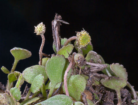 Leptinella rotundifolia