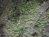 Leptinella rotundifolia