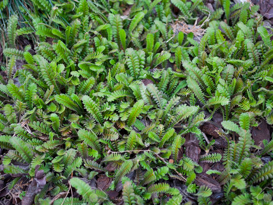 5x No Mow Lawn - $5.99 each